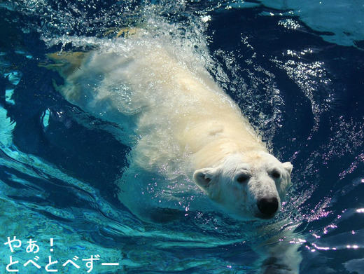 とべ動物:シロクマ・ピース、アフリカゾウ、赤ちゃんライオン
