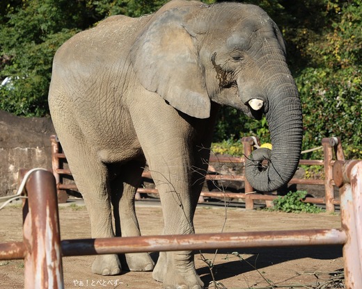 アフリカゾウ、アジアゾウ大好きブログ：やぁ！とべとべずー