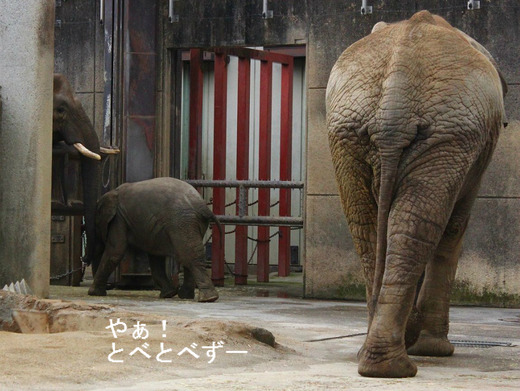 日本で唯一アフリカ象の親子が暮らす愛媛県立とべ動物園