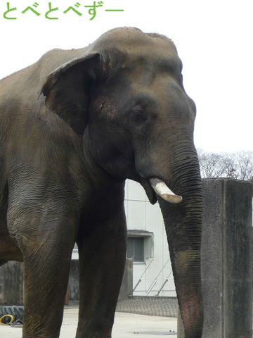 とべ動物園ゾウのブログ：やぁ！とべとべずー