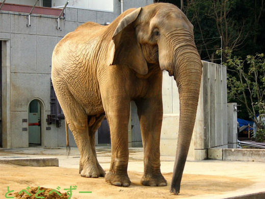 アフ：アフリカゾウの赤ちゃん（砥愛ちゃん）のお父さん