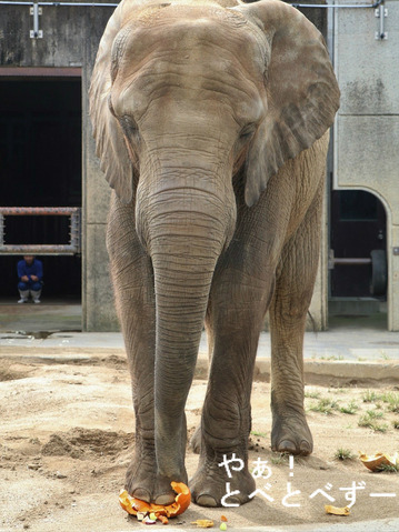 とべ動物園イベント:媛ちゃんの13歳のお誕生会11/9開催
