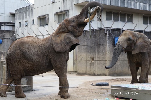 とべ動物園アフリカゾウの親子:リカ母さん、媛ちゃん