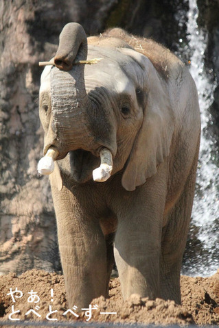 多摩動物公園アフリカゾウの砥夢くん