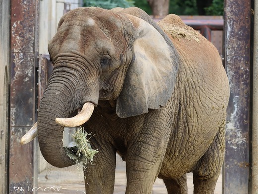とべ動物園アフリカゾウ：アフ、リカ、媛、砥夢、砥愛