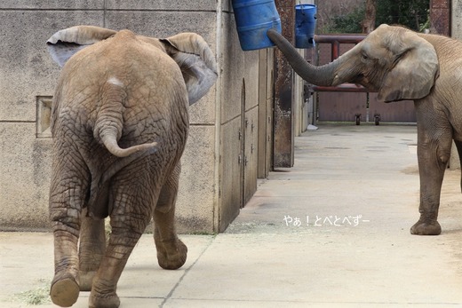 アフリカゾウ、アジアゾウ大好きブログ：やぁ！とべとべずー