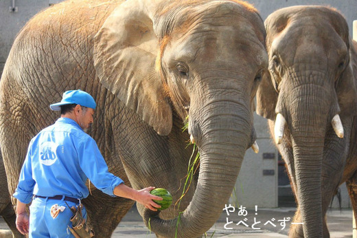 とべ動物園アフリカゾウの親子：リカ（母）、媛（長女）