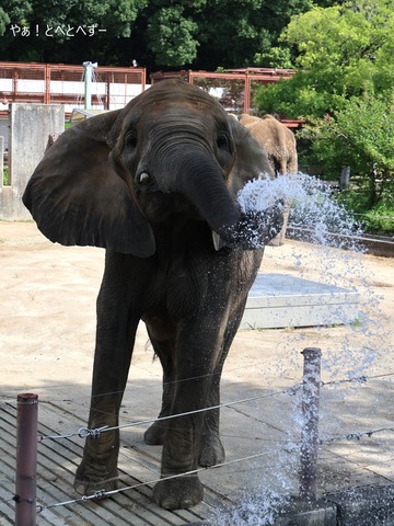 とべ動物園アフリカゾウ:アフ、リカ、媛、砥夢、砥愛