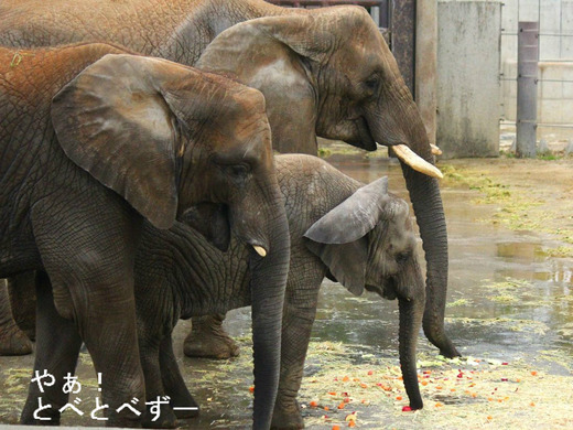 とべ動物園アフリカゾウ:アフ、リカ、媛、砥夢、砥愛