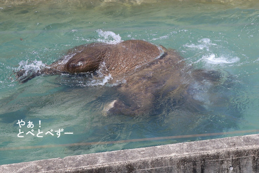 暑い夏の動物達の過ごし方：アフリカゾウの水浴び