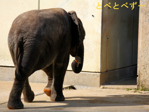 日本で唯一アフリカゾウのファミリーが暮らす愛媛とべ動物園