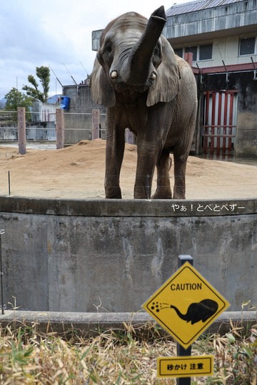 Caution_砂掛け注意＠愛媛県立とべ動物園アフリカゾウ舎