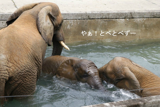 アフリカゾウ、アジアゾウ大好きブログ：やぁ！とべとべずー
