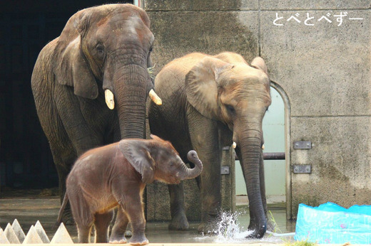 砥部動物園のブログ『やぁ!とべとべずー』