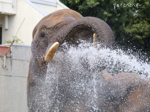とべ動物園アフリカゾウ:リカ母さん(推定37歳)