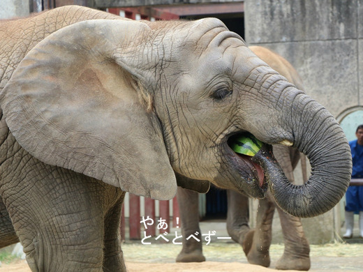 とべ動物園アフリカゾウ：砥愛ちゃん（メス、６歳）