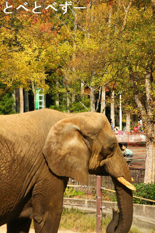 とべ動物園の紅葉：アフリカゾウのリカ