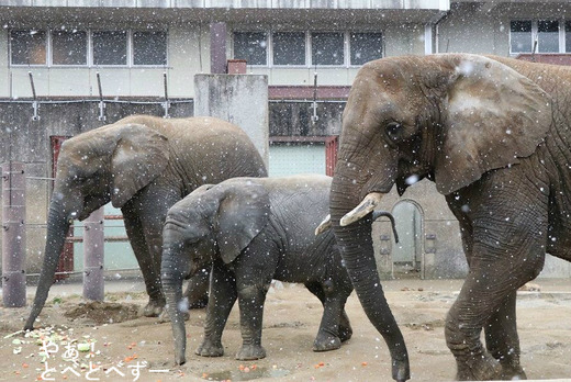 大雪の日のとべ動物園アフリカゾウ舎の様子