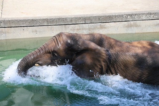 とべ動物園アフリカゾウ：砥愛ちゃん（メス、１２歳）