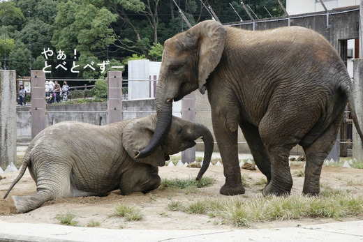 とべ動物園アフリカゾウの仲良し姉妹