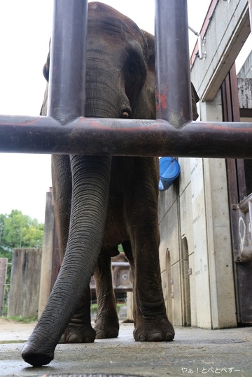 とべ動物園アフリカゾウ：アフ、リカ、媛、砥夢、砥愛