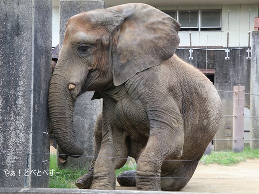 とべ動物園アフリカゾウ:媛ちゃん(メス、16歳)