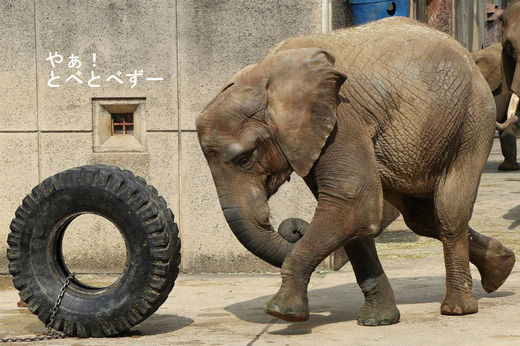 とべ動物園アフリカゾウ:アフ、リカ、媛、砥夢、砥愛