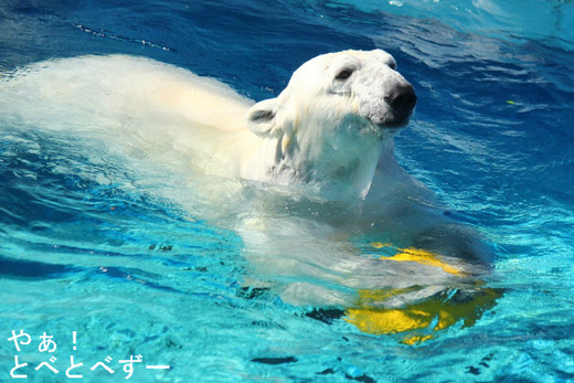 とべ動物園ブログ:アフリカゾウ、しろくまピース、ライオン