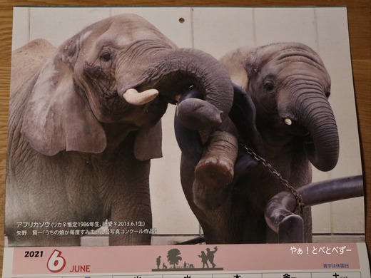 2021年とべ動物園公式カレンダー6月はアフリカゾウの親子
