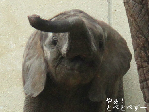 とべ動物園アフリカゾウの子象の砥愛（とあ）ちゃん