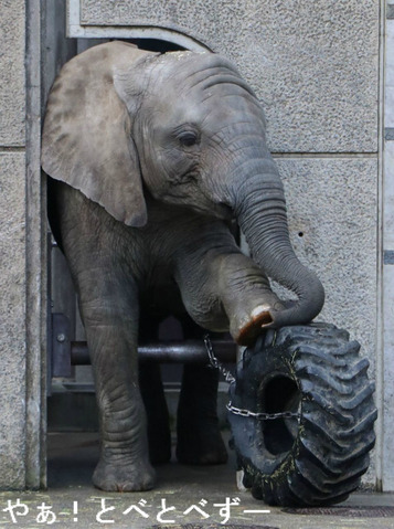 とべ動物園アフリカゾウのブログ：やぁ！とべとべずー