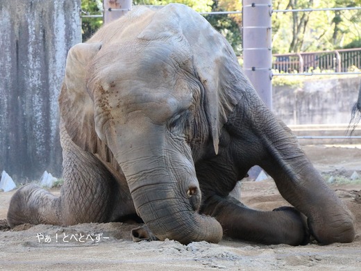 日本で唯一血縁関係のあるアフリカゾウの親子が暮らす愛媛とべ動物園