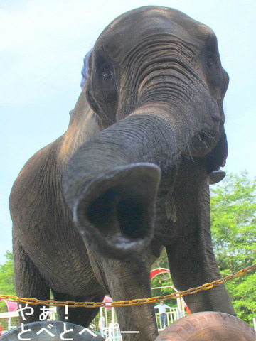 アフ父さんのお嫁さんに来て♪ 市原ぞうの国のサンディさん