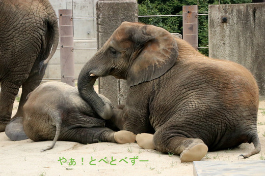日本で初めて人工哺育で育ったアフリカゾウの媛ちゃん（11歳）