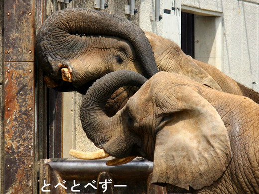 アフ父さん（２７歳）、リカ母さん（２８歳）