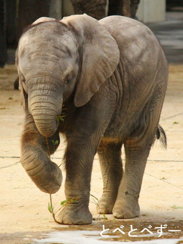 とべ動物園　ゾウのブログ：やぁ！とべとべずー
