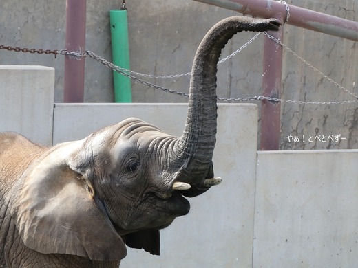 とべ動物園ブログ：砥愛、ララ、イオ、フー、ウララ、ルビー