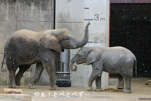 とべ動物園ブログ：砥愛、ピース、柑太郎、砥々丸