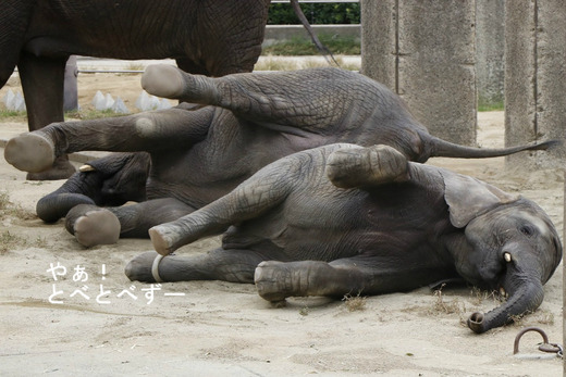 アフリカゾウ、アジアゾウ大好きブログ:やぁ!とべとべずー