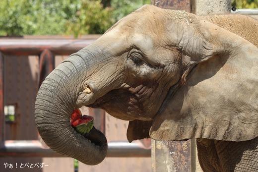 とべ動物園アフリカゾウ：媛ちゃん（メス、15歳）