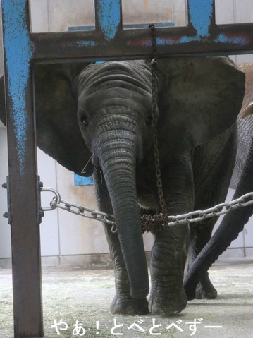 とべ動物園アフリカゾウ：子象の砥愛ちゃん（3歳）