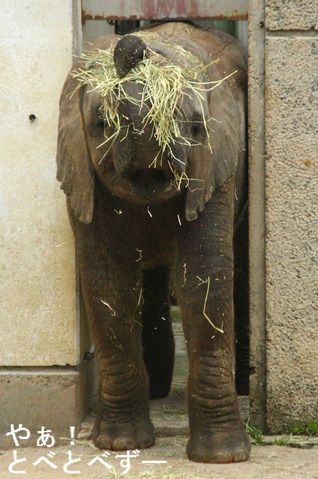 とべ動物園アフリカゾウ砥愛のブログ：やぁ！とべとべずー