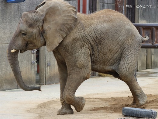 とべ動物園アフリカゾウのブログ：やぁ！とべとべずー