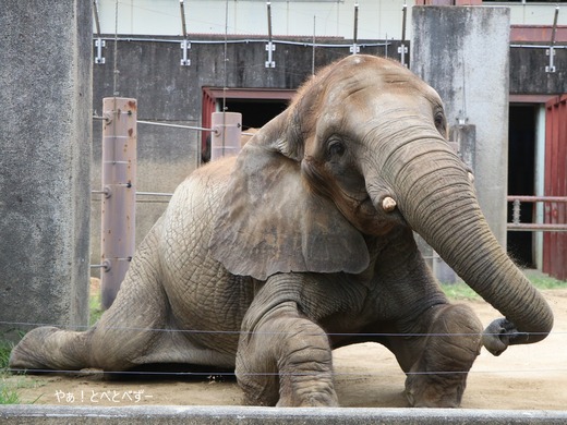 日本で唯一血縁関係のあるアフリカゾウの親子が暮らす愛媛とべ動物園