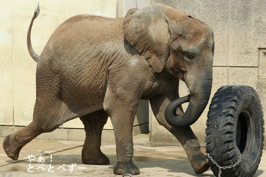 とべ動物園アフリカゾウのブログ：やぁ！とべとべずー