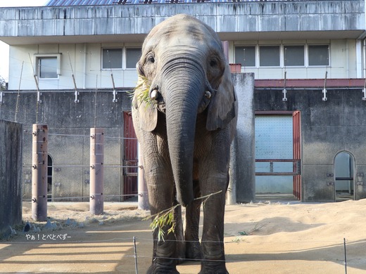 とべ動物園アフリカゾウ:アフ、リカ、媛、砥夢、砥愛