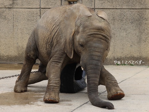 タイヤで遊ぶアフリカゾウの子ゾウの砥愛ちゃん