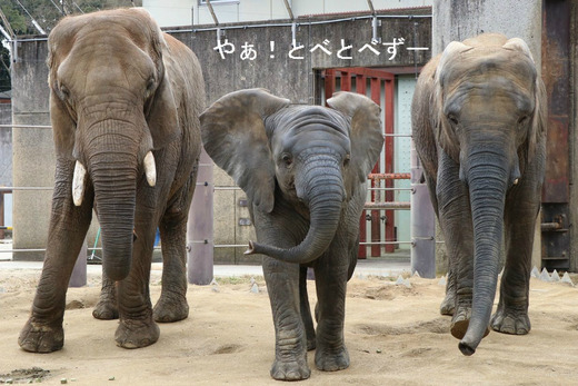 とべ動物園アフリカゾウ：アフ、リカ、媛、砥夢、砥愛