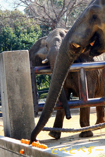 日本で唯一家族が暮らす愛媛とべ動物園：アフ（父）、リカ（母）