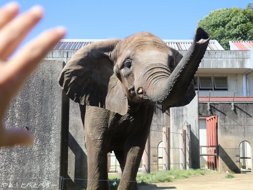 挨拶してくれるアフリカゾウ:媛ちゃん
